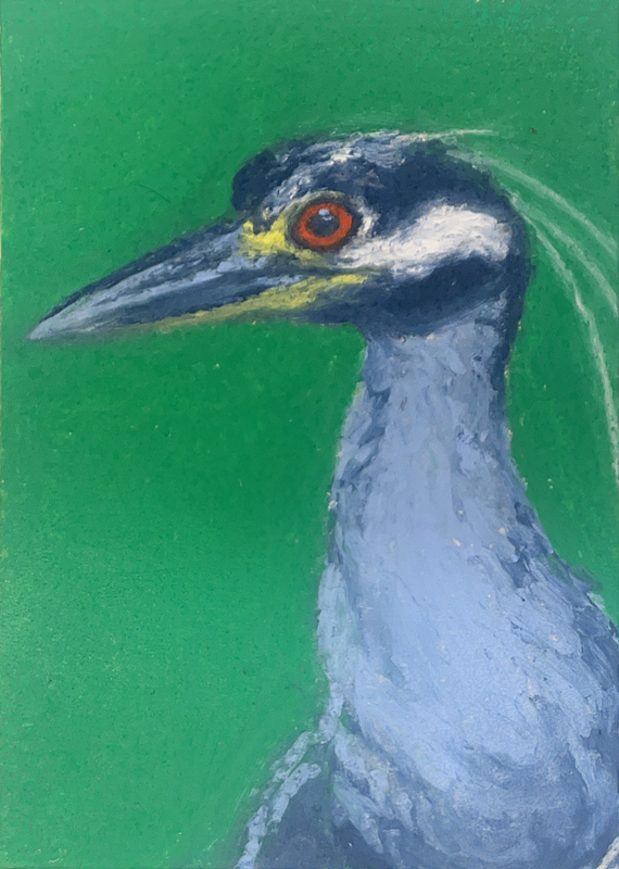 Black Crowned Night Heron aceo art card