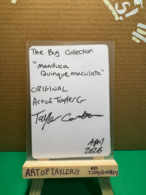 Manduca Quinquemaculata aceo art card thumbnail 2