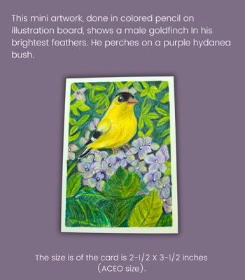 Goldfinch on Hydrangeas ACEO - Colored Pencil on Illustration Board aceo art card thumbnail 2