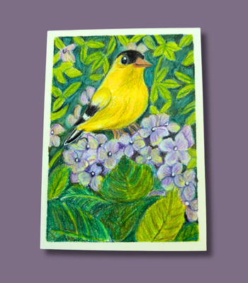 Goldfinch on Hydrangeas ACEO - Colored Pencil on Illustration Board aceo art card thumbnail 1
