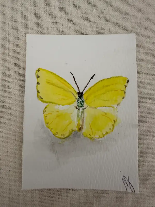 ACEO Original Watercolor Trading Card- "Cloudless Sulphur" Butterfly aceo art card