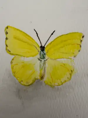 ACEO Original Watercolor Trading Card- "Cloudless Sulphur" Butterfly aceo art card thumbnail 2