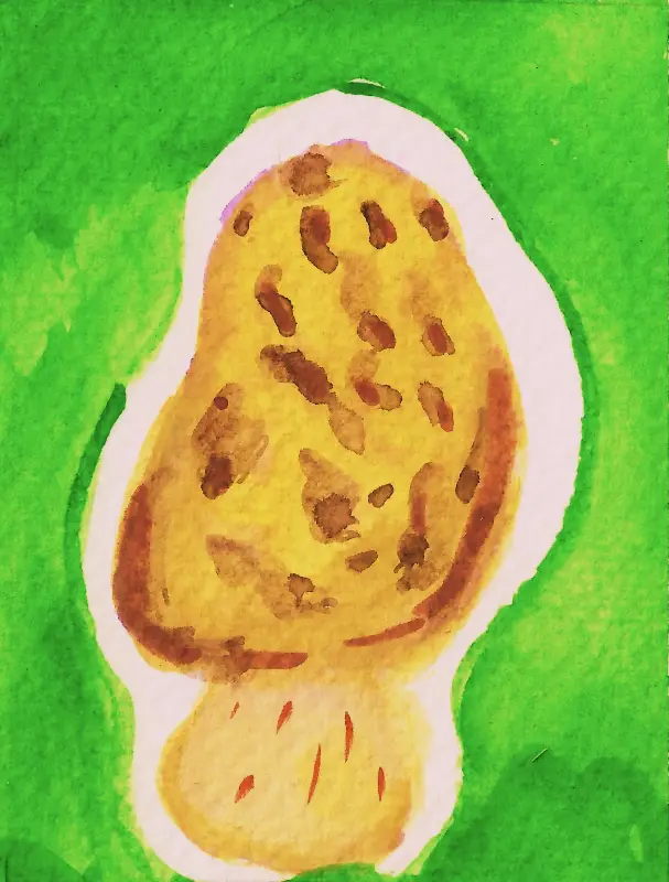 Morel Mushroom aceo art card