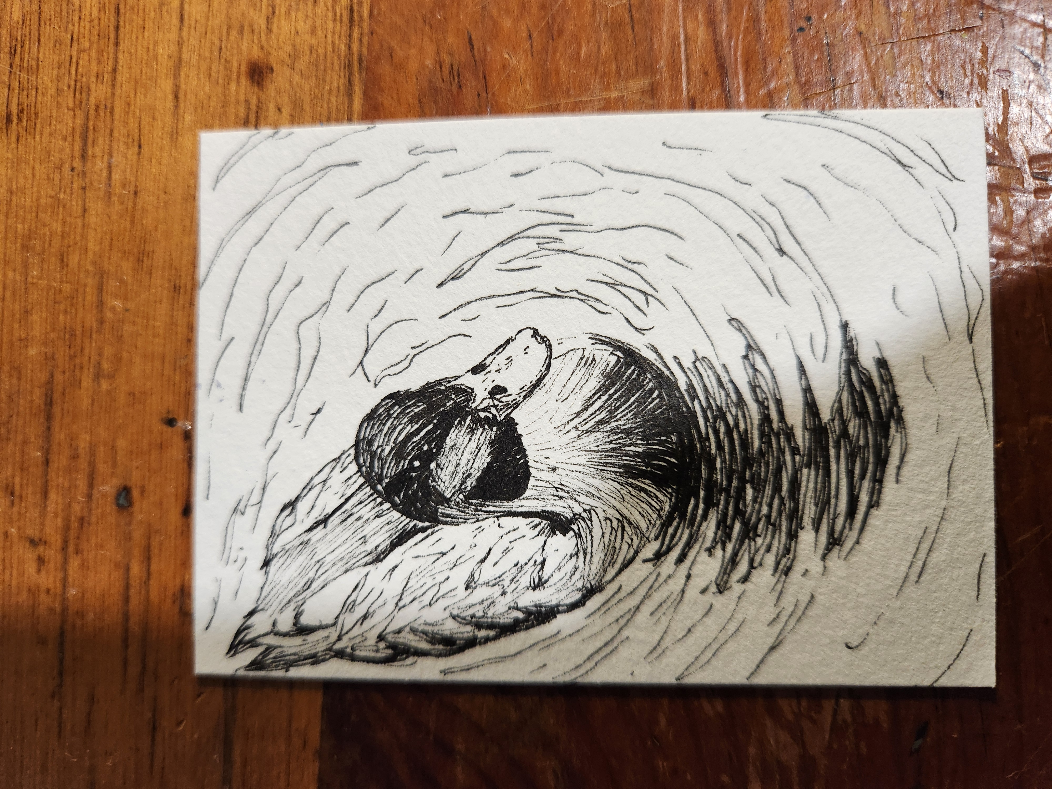 Wading Duck aceo art card