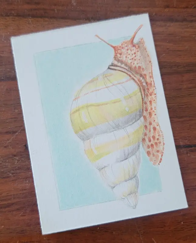 ACEO Original Marker Drawing - Everglades, Florida, Snail, Insect aceo art card