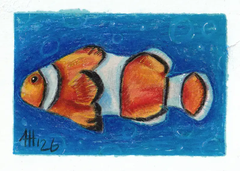 Clown Fish aceo art card