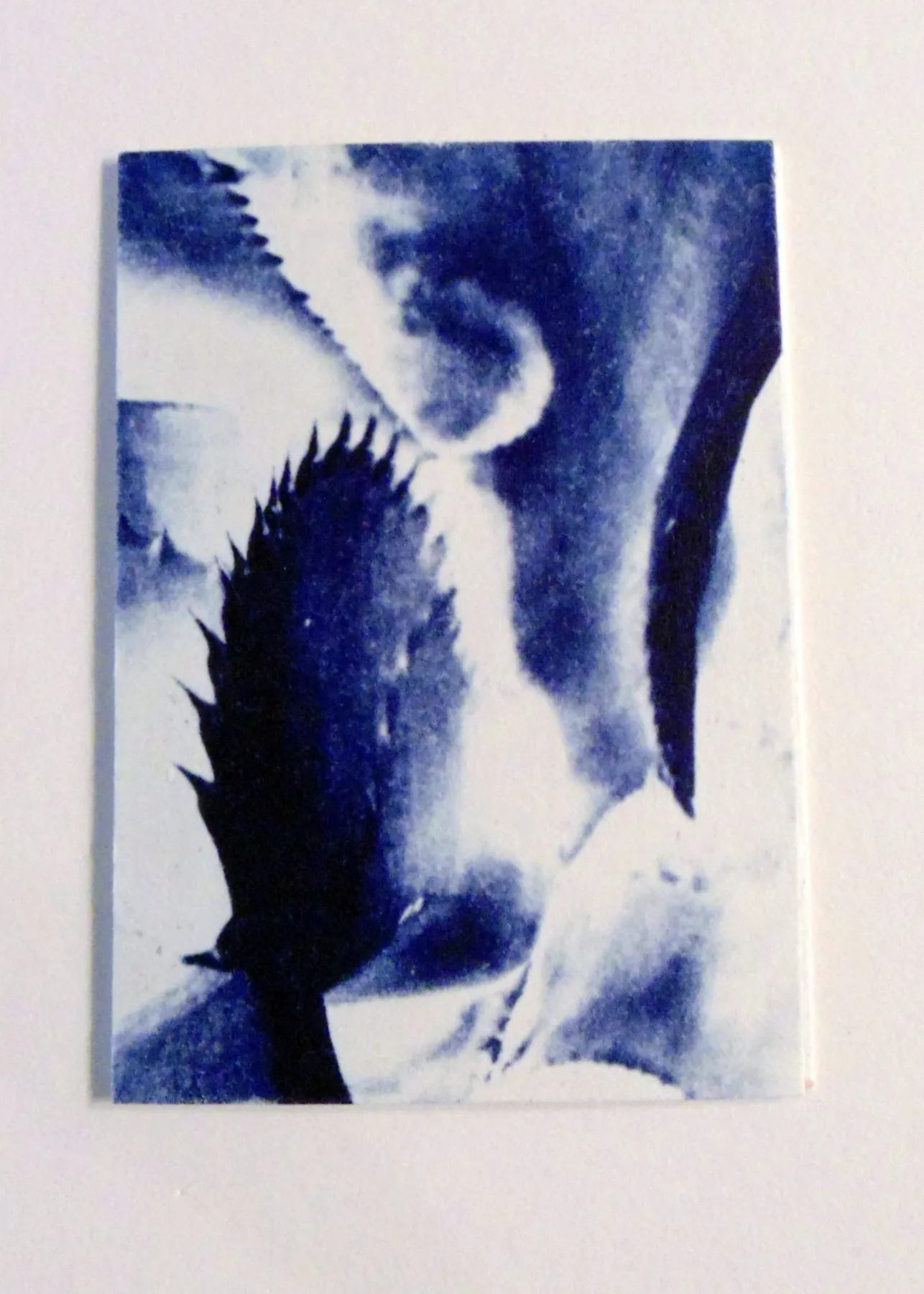 Agave Leaf Original Art Cyanotype ACEO aceo art card