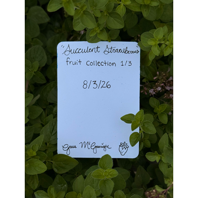 Succulent Strawberries 1/3 aceo art card thumbnail 2