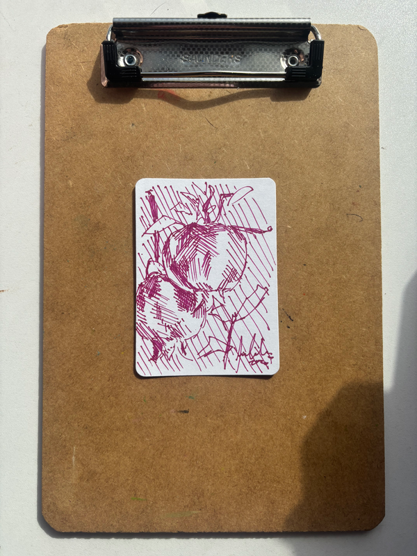 “Pomegranate: Mauve” Fruit still life aceo art card