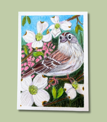 Chipping Sparrow in Dogwood Tree ACEO - Colored Pencil on Illustration Board aceo art card thumbnail 1