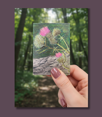 Thistles - Original ACEO Colored Pencil Drawing on Bristol Board - Pink Wildflower Art aceo art card thumbnail 2