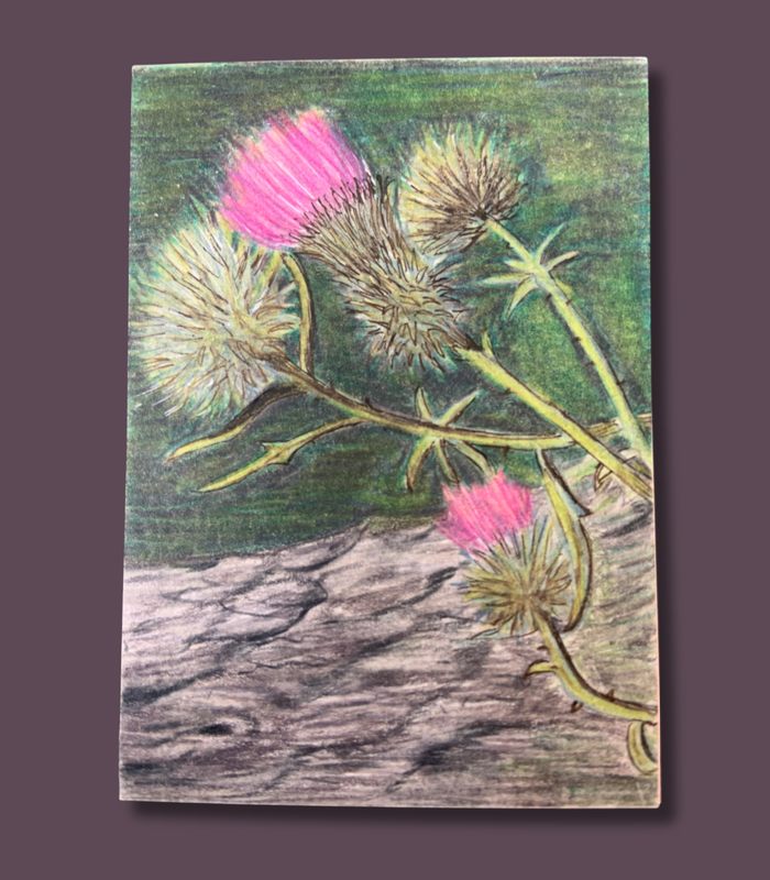 Thistles - Original ACEO Colored Pencil Drawing on Bristol Board - Pink Wildflower Art aceo art card