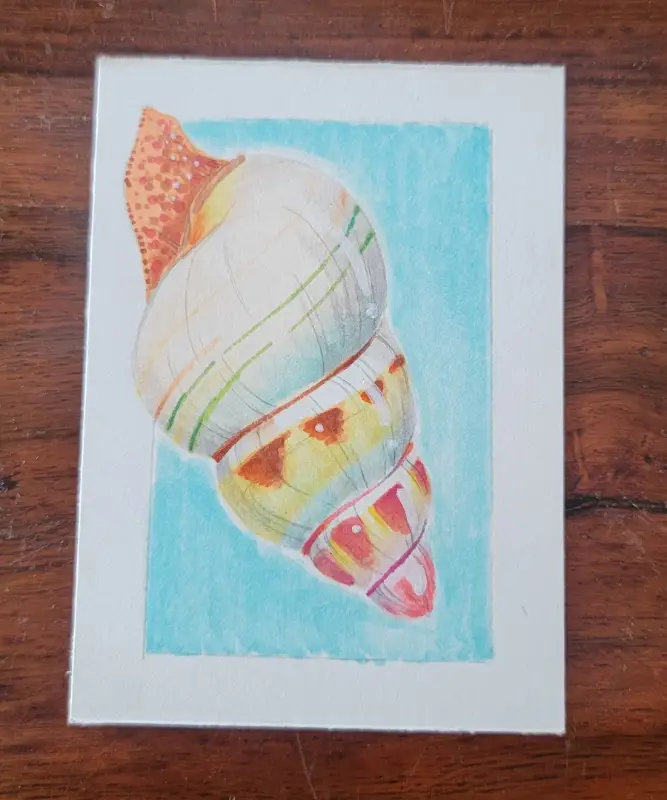 ACEO Original Marker Drawing - Everglades, Florida, Snail, Insect aceo art card