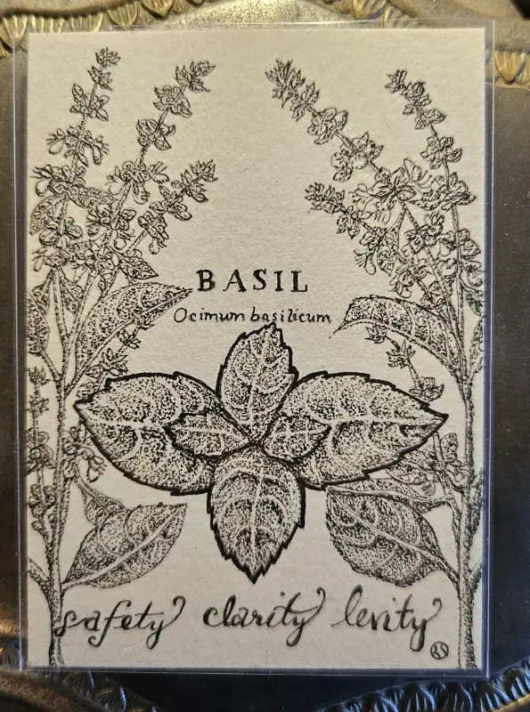 BASIL Scientific Name & Common Uses Witchy Herbs Collection 4/12 aceo art card
