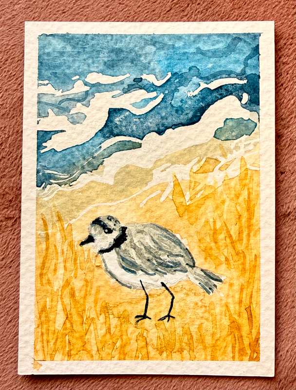 Plover on the Beach aceo art card