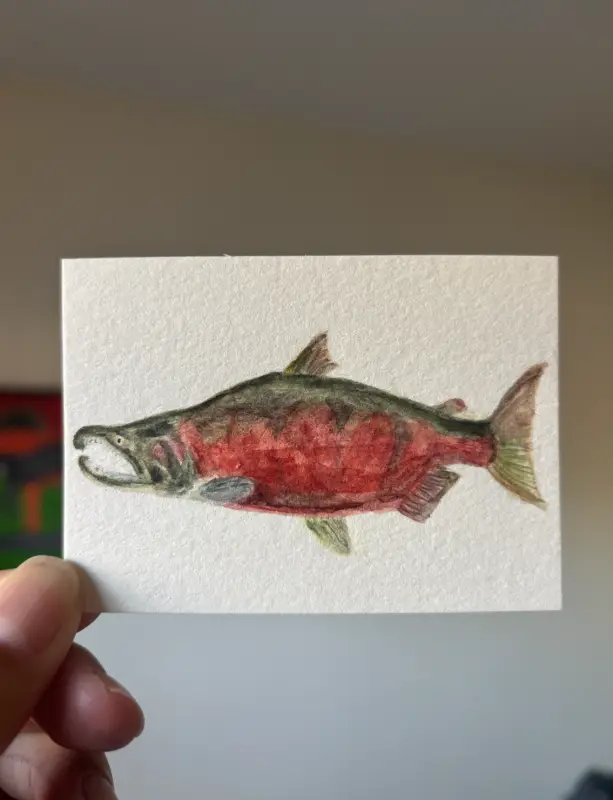 Spawning Coho Salmon aceo art card