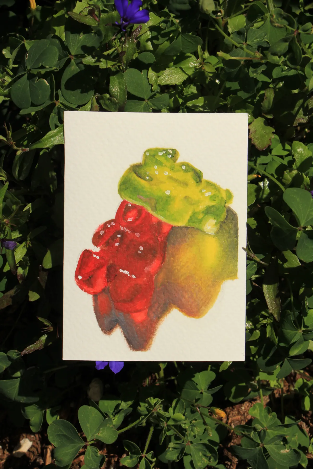 Gummy Bear Study #1 aceo art card