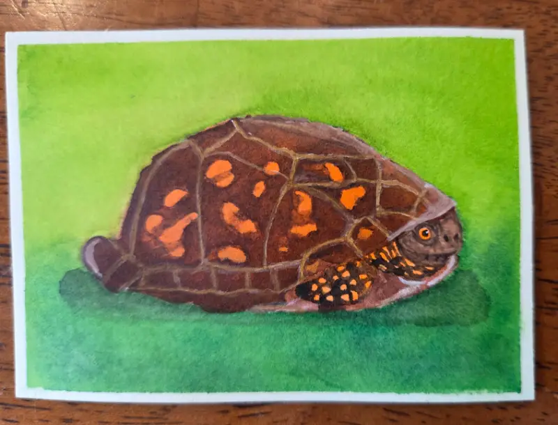 Turtle in shell and done with people aceo art card