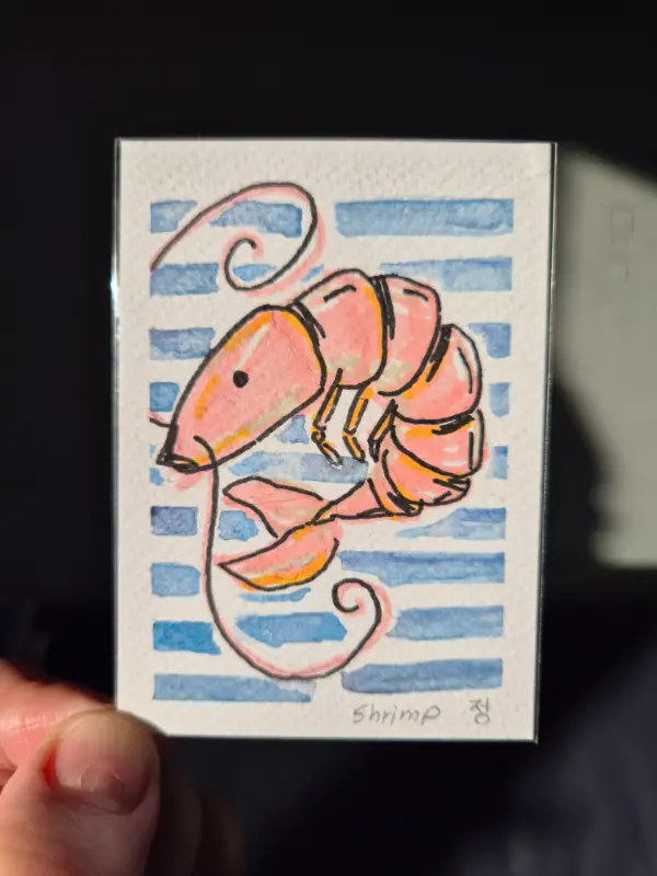 Shrimp aceo art card