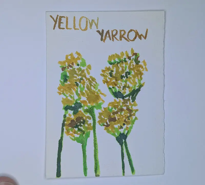 Yellow Yarrow, Wildflower Watercolor Painting, Floral, Botanical Artwork aceo art card