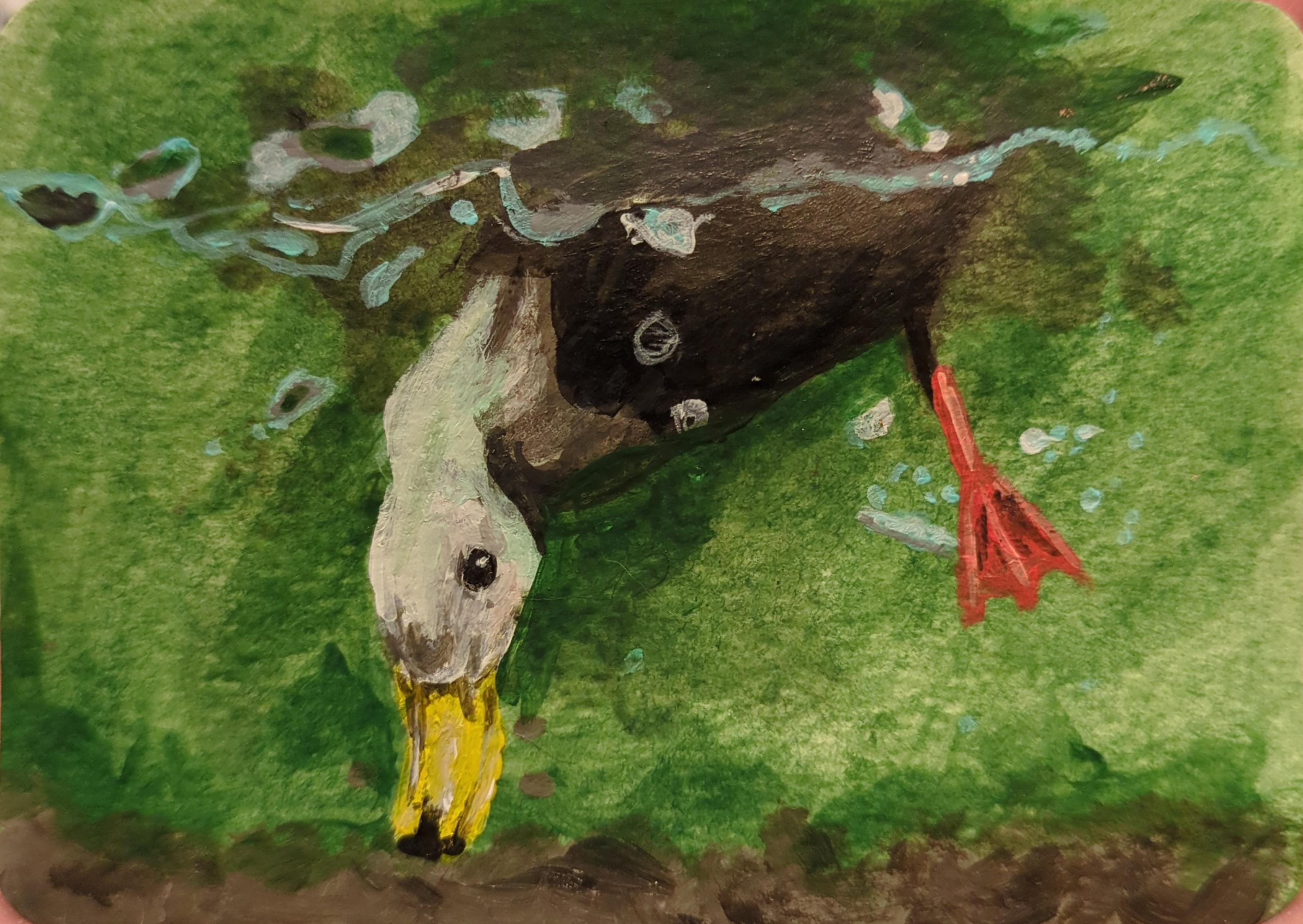 Duck diving aceo art card thumbnail 1