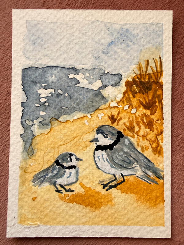 Pair of Plovers aceo art card