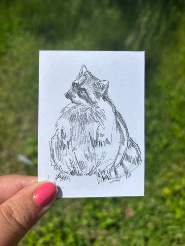 âRaccoonâ Graphite Animal Drawing aceo art card
