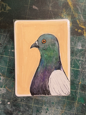Rock Pigeon aceo art card thumbnail 1
