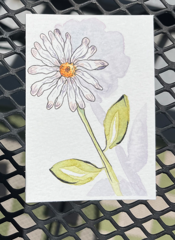 Watercolor Daisy aceo art card