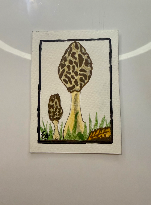 Morel Mania aceo art card