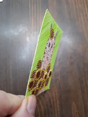 "Sunflower Alpaca" 2.0 aceo art card thumbnail 3
