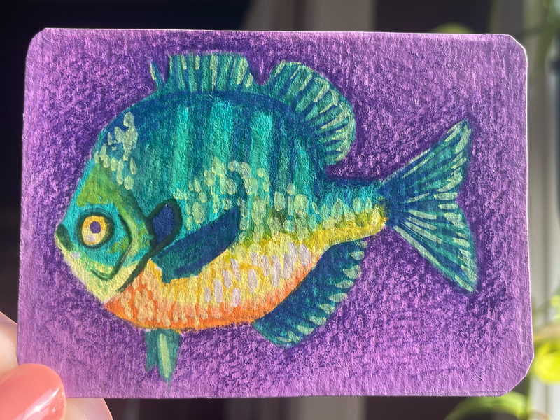 Bluegill on purple - original by Norah Mae aceo art card
