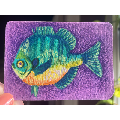 Bluegill on purple - original by Norah Mae aceo art card thumbnail 1
