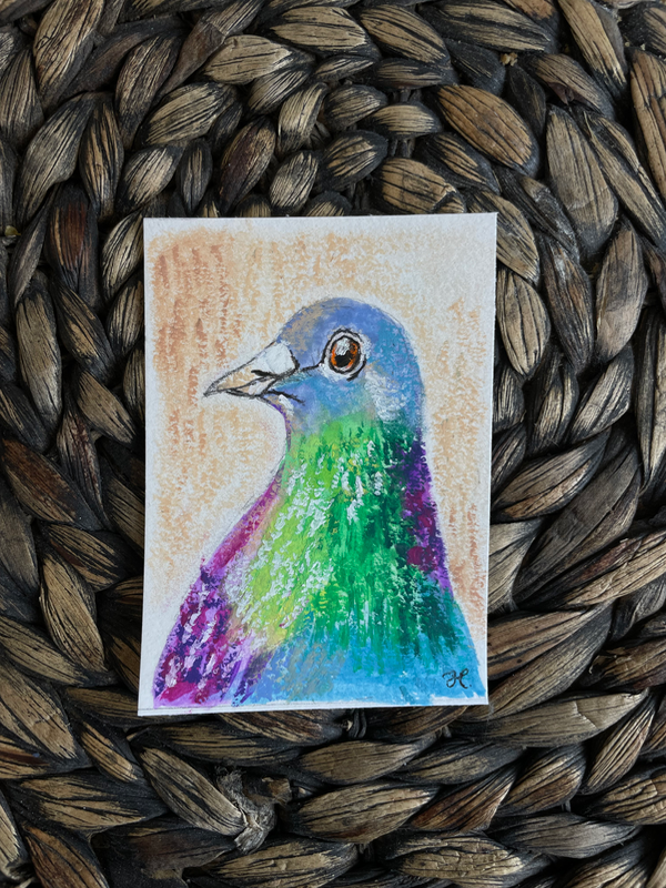 “A Colorful Preen” pigeon in pastel aceo art card