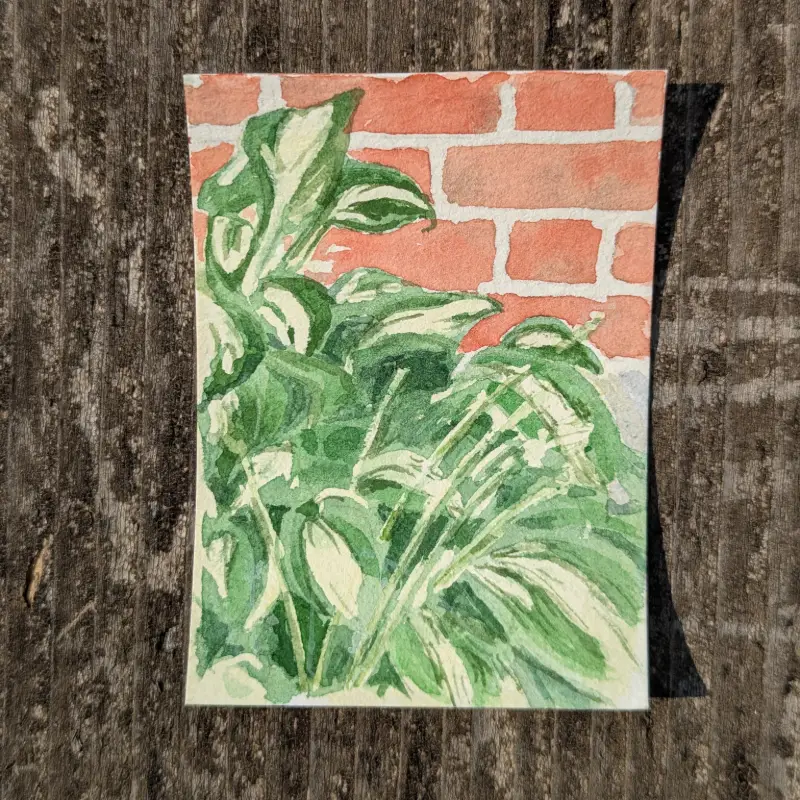 Hosta aceo art card