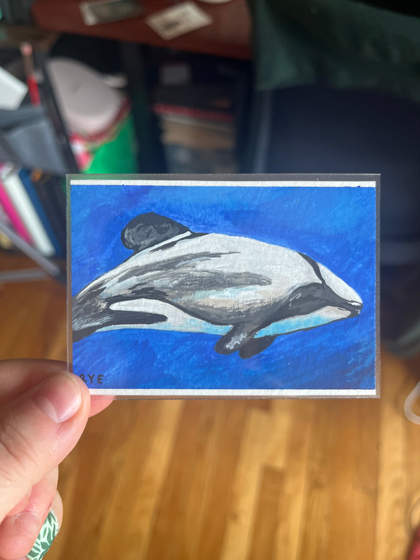 Hector’s Dolphin aceo art card