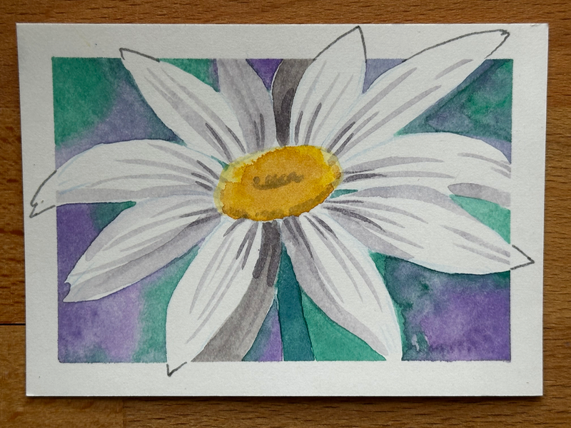 Blooming Daisy aceo art card