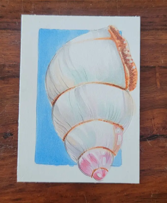 ACEO Original Marker Drawing - Everglades, Florida, Snail, Insect aceo art card