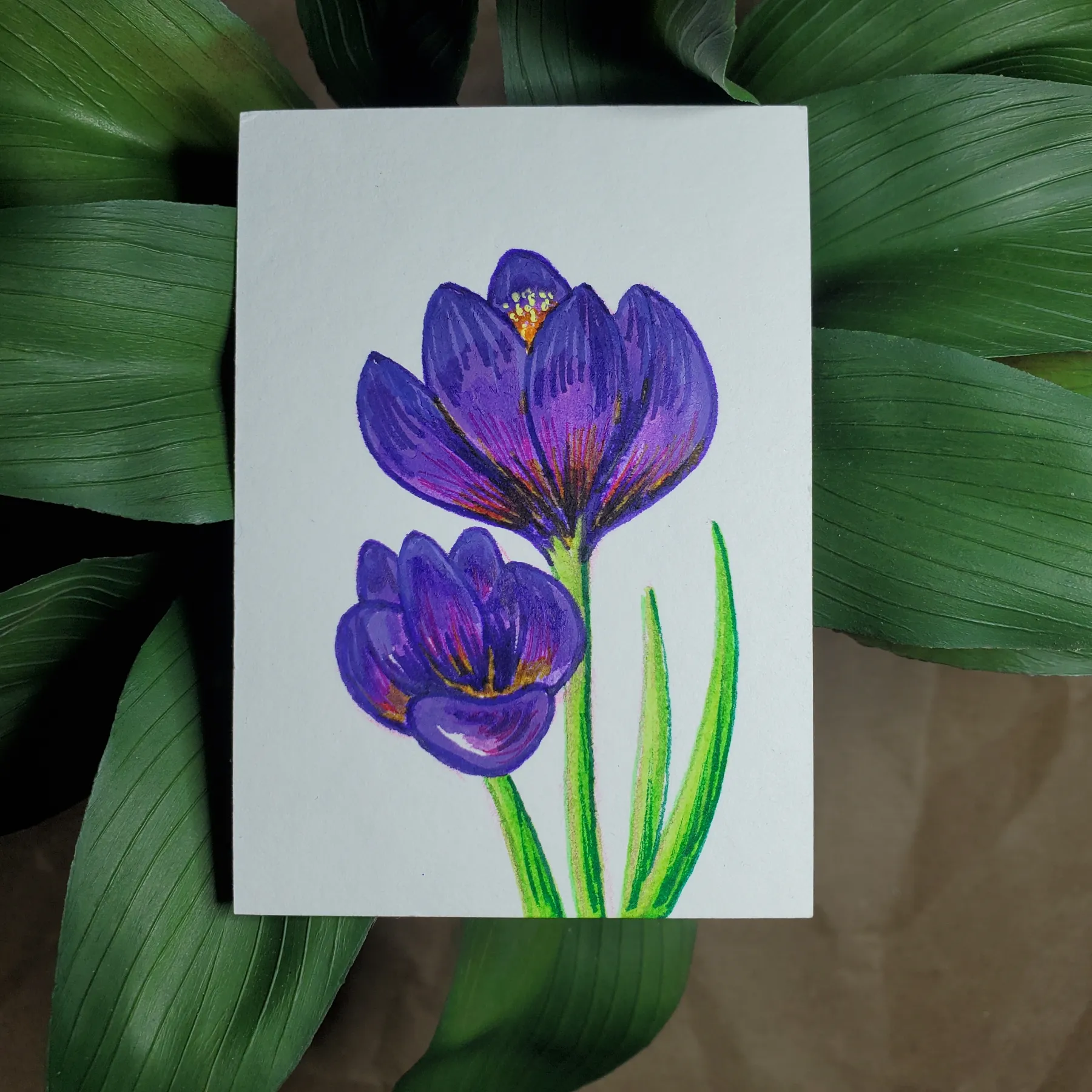 Spring Crocus aceo art card