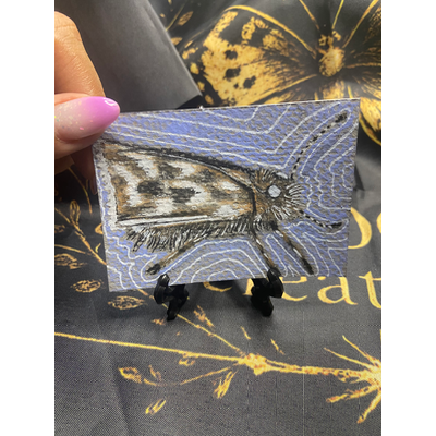 Skipper Mirage aceo art card thumbnail 1