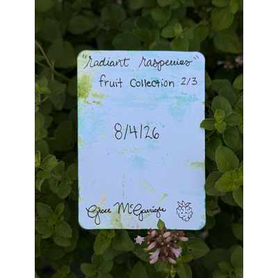 Radiant Raspberries 2/3 aceo art card thumbnail 2