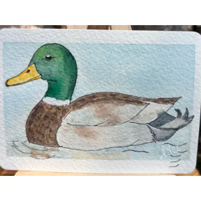 Maddox the Mallard aceo art card thumbnail 2