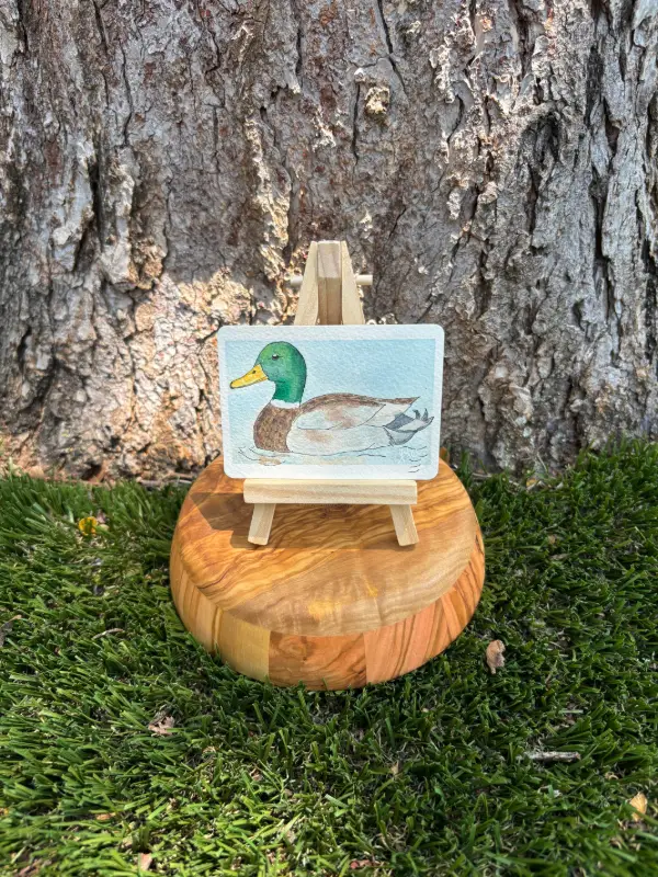 Maddox the Mallard aceo art card