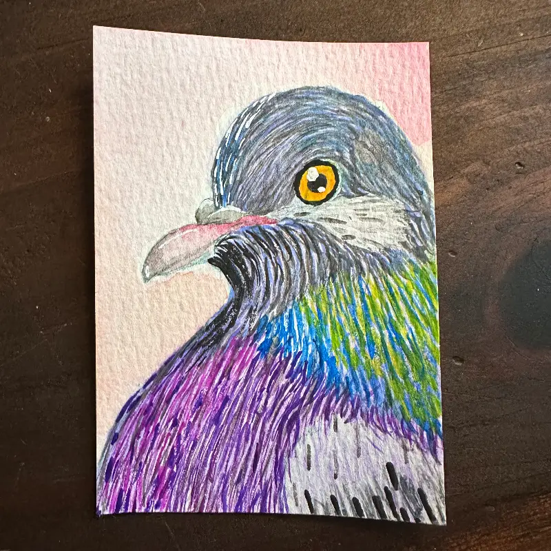 Portrait of a Pigeon - 2 of 3 originals aceo art card