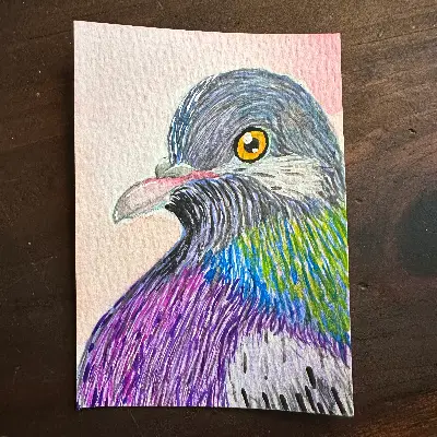 Portrait of a Pigeon - 2 of 3 originals aceo art card thumbnail 1
