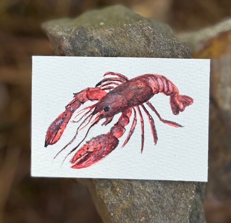 ACEO Watercolor Crawfish aceo art card