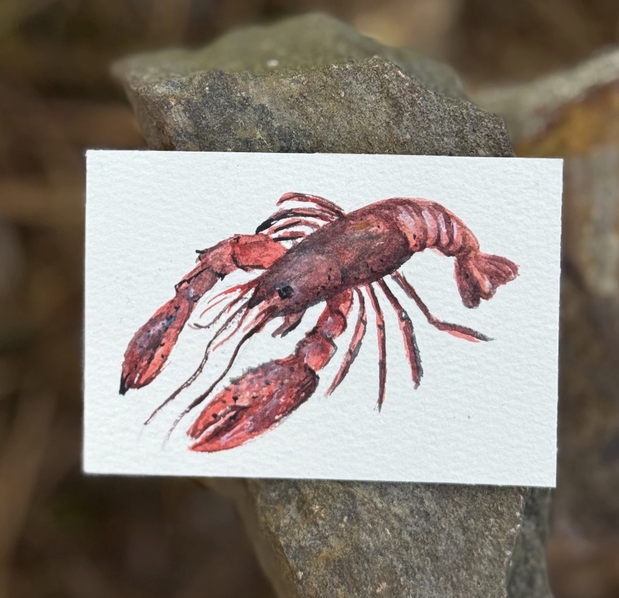 ACEO Watercolor Crawfish aceo art card