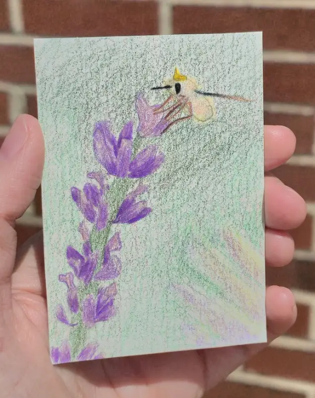 Queen Bee fly on a lavender flower aceo art card