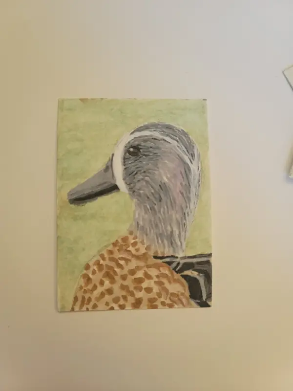 Blue Winged Teal Duck aceo art card