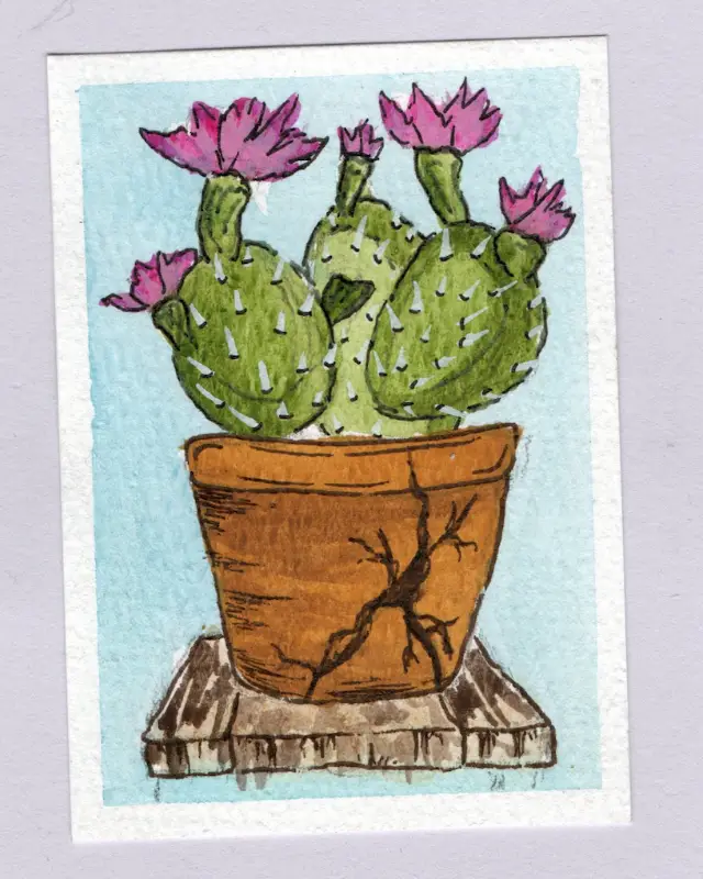 Prickly aceo art card